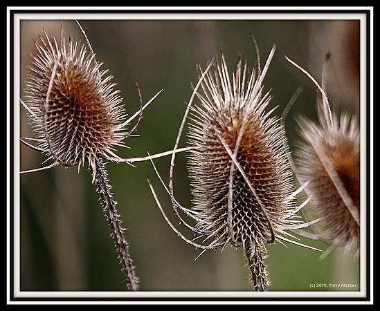 IMG_7258 - Even Thorns have their beauty... and purpose.