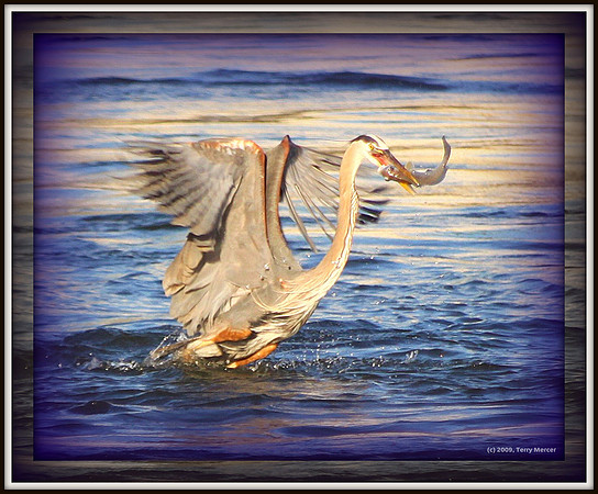 Great Blue Heron Fishing - IMG_3709
