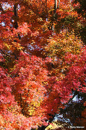 IMG_4150 - Autumn Leaves on Fire in colors...