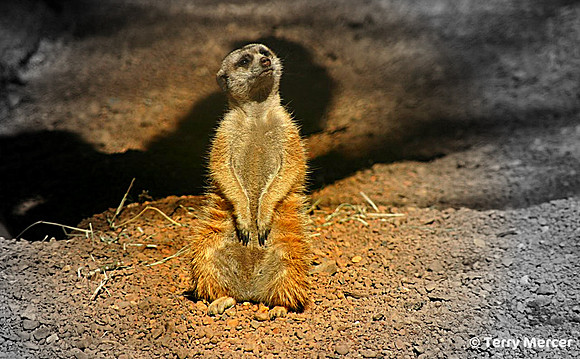 IMG_1346 - Meercat - solo - standing - looking up - wide screen crop