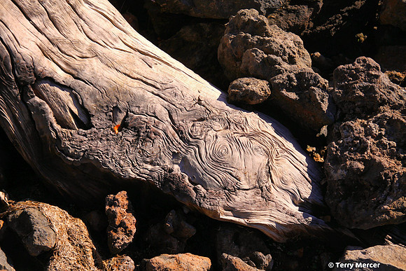 IMG_4689 - Wrinkles and creases demonstrate character, and a life lived. They are etched in the skin of many things over time.