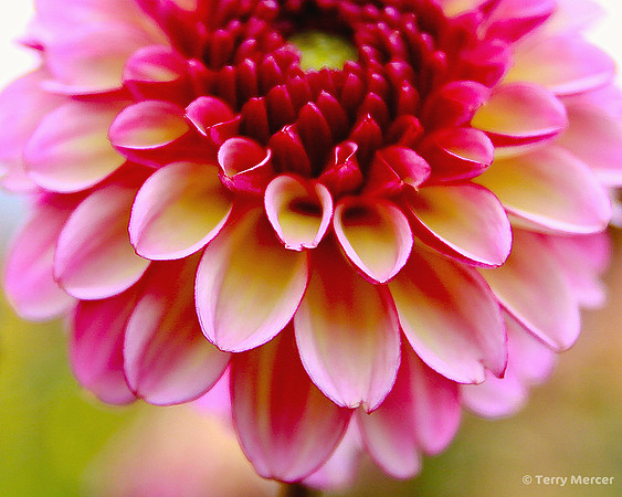 IMG_0293 - Spring is in the air... Daliah close up...