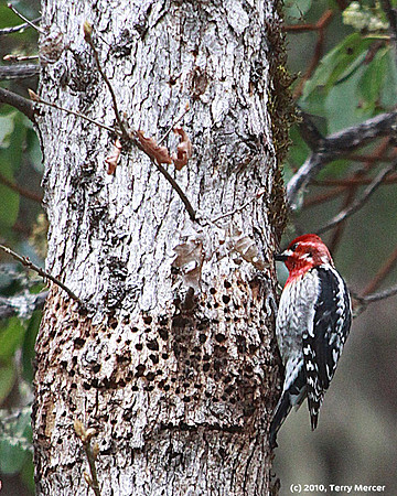 IMG_0857 - Speckled Red Headed Woodpecker