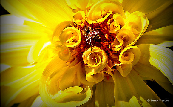 IMG_2133 Center Closeup of Yellow Daliha with Bee - Widescreen crop