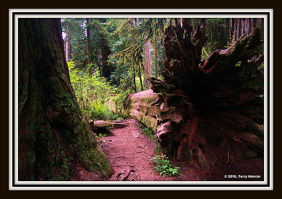 IMG_8274 Trail through the Redwoods...