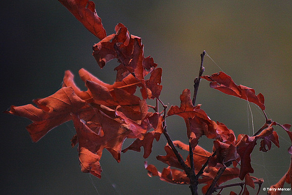 IMG_2979 - Winter is approaching... Autumn leaves & cob webs
