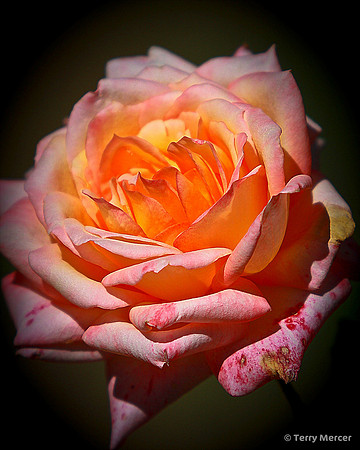 IMG_2177 - Rose Blossom - Pinks & Yellows