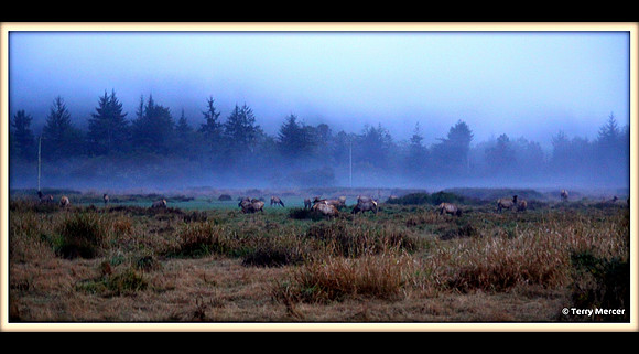 IMG_2853 - Pacific Coast herd of Roosevelt Elk