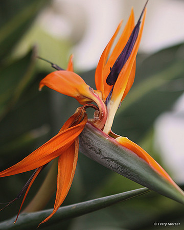 IMG_4241 - Bird of Paradise - Flower