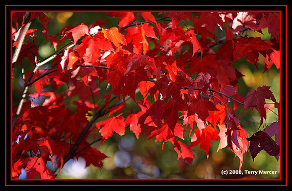 Bright Red Leaves - just before their fall, literally - IMG_3250