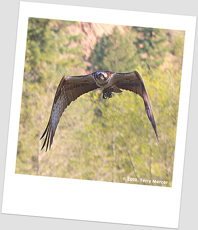 IMG_2932 - Osprey IN FLIGHT (with fish) - cropped & framed