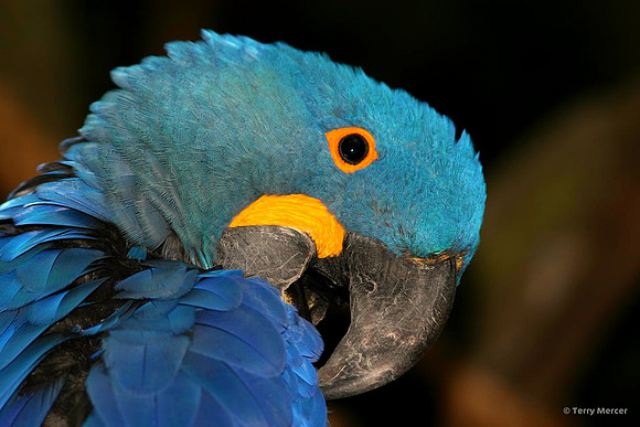 !IMG_4920 - Hyacinth macaw wow.jpg
