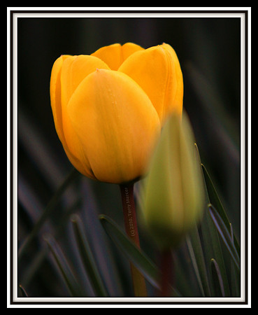 IMG_7297 - Tulips, Two Lips, Too Lips, To Lips... hummmm... Each has their place!