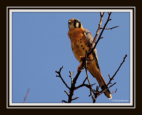IMG_1604 - American Kestrel