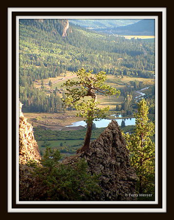 Colorado Mountains - Lone Tree....jpg