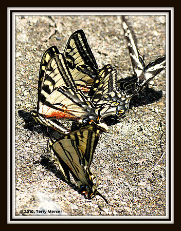 IMG_4343 - Butterflies licking up minerals