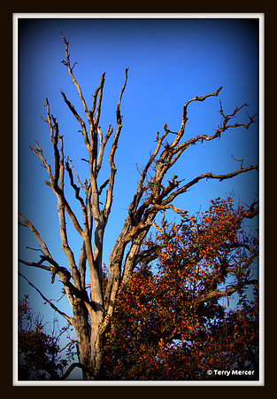 IMG_2906 - Bare Limbs, awaiting spring...
