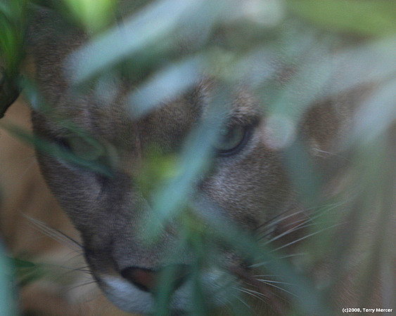 Stalking Puma... patiently waiting for an opportunity to pounce.