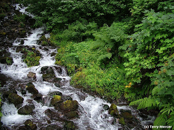 Beautiful Green Oregon