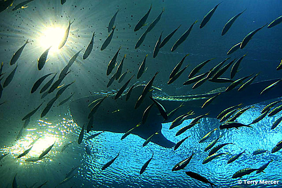 !IMG_5559 - Whale Shark Above... basking in the sun rays...