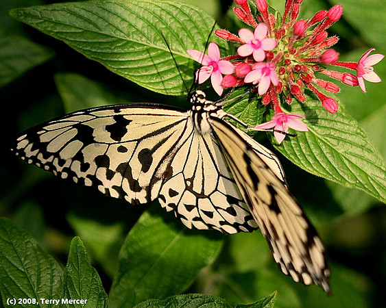 Yellow Butterfly on Pink Flowers - IMG_8529