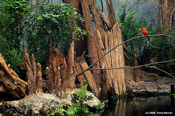 Swamp Scene - with Cardinal - IMG_8992
