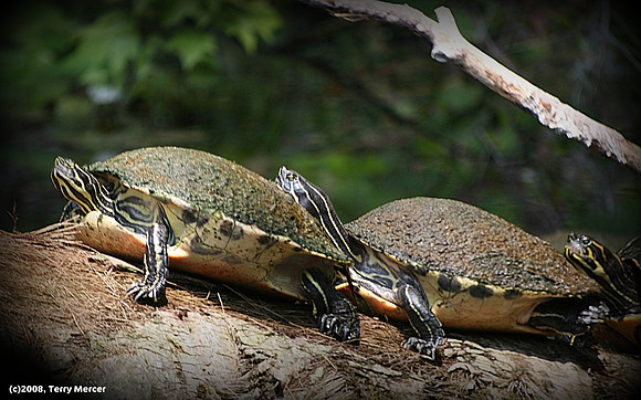 Turtles sun bathing on a log - IMG_9281