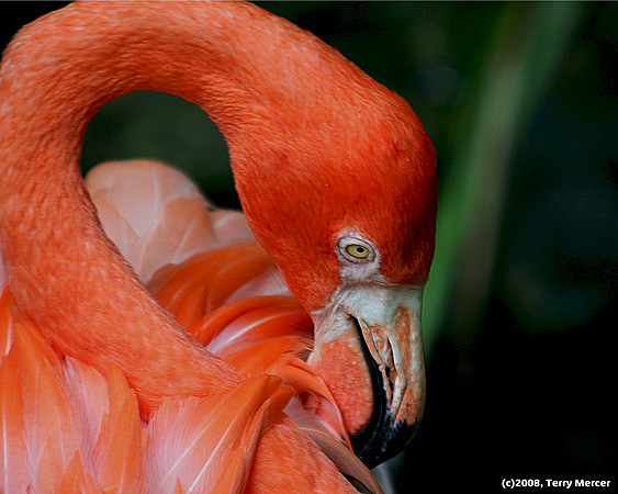 Flamingo Beautiful - IMG_9307