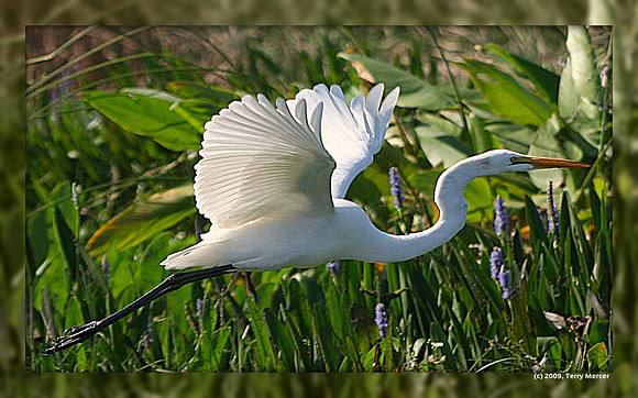 Great White Egret - IN FLIGHT - mirrored frame project - IMG_6449