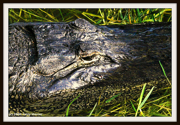 Reach Out and Touch Me... I Dare YOU! American Alligator - w/matte - IMG_0054
