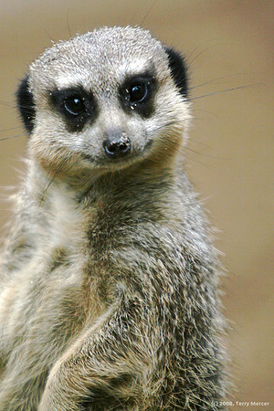 Meercat - Hey You! What are you lookin' at? - IMG_5825