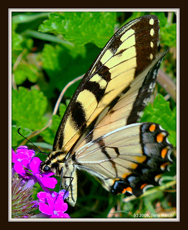 Butterfly Closeup - Craning its neck - IMG_1689