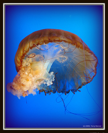 Jelly Fish - Framed on Blue