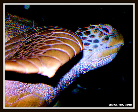 Hey Dude! I'm a Green Sea Turtle - IMG_5126 sharpened & matted