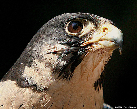 Falcon Closeup & personal - IMG_6960