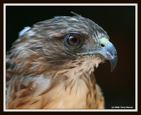 Red Tailed Hawk Head - IMG_6972