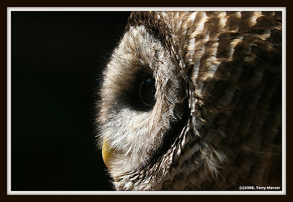 Owl at the Knoxville Zoo - IMG_7060