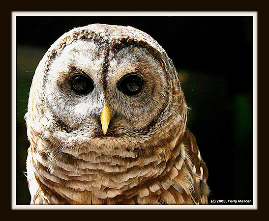 Owl Face & Eye's - IMG_7075 - Framed