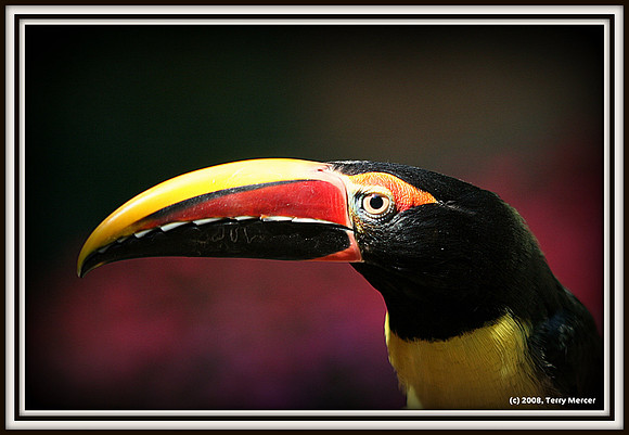 Toucan - IMG_7087