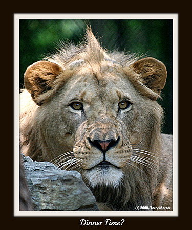 THE STARE - Lion Intensity - IMG_7324