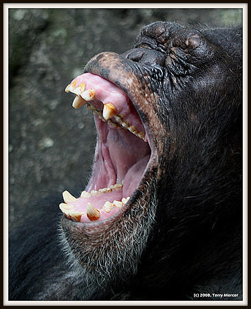 Chimp - Yawning or Laughing - IMG_7371