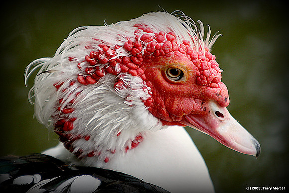 A Face ONLY a Mother could love - IMG_8122 = vignette