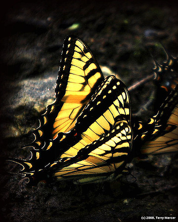 Swallow Tail Butterflies - on Fire by Sunlight - IMG_9542