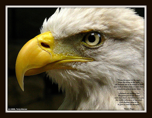 Bald Eagle Head Close up - IMG_1750