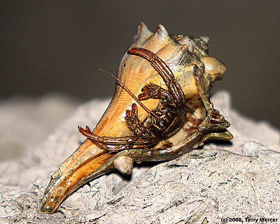 Wild Hermit Crab Peaking out of his shell - IMG_5718