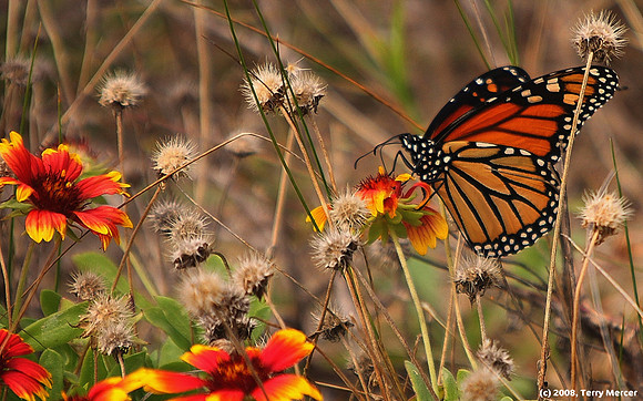 Monarch Butterfly on some colorful flowers - IMG_0268
