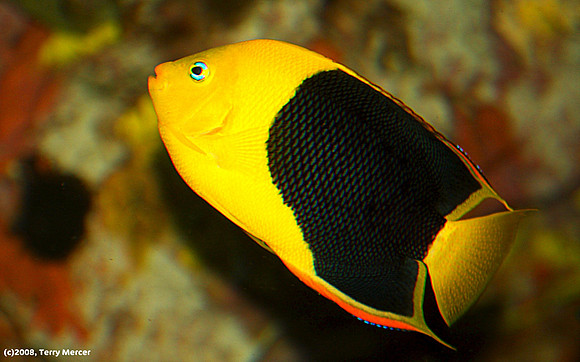 Butterfly Fish - Brightly colored - Naturally Beautiful - IMG_1062