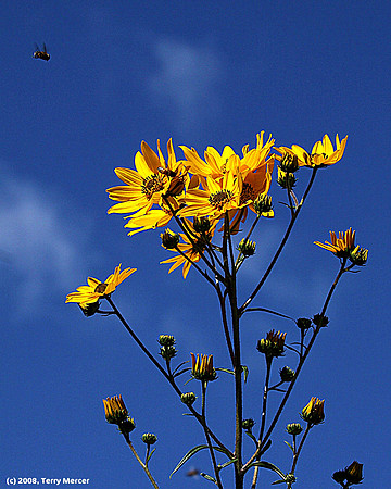 Bright Yellow Blowers against a blue sky - Bees IN FLIGHT - IMG_1443