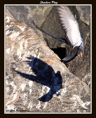 Shadow Play - IMG_1877