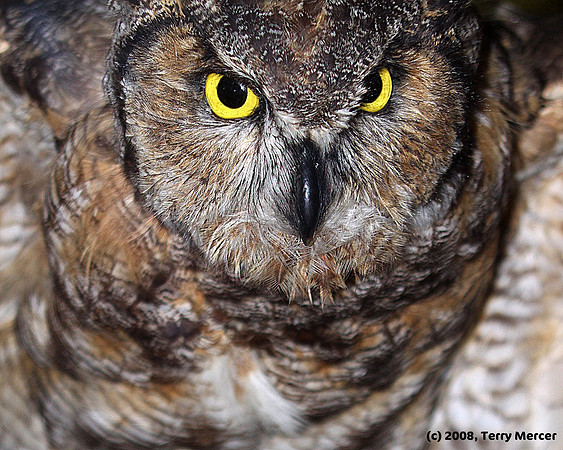 Great Horned Owl - IMG_3319